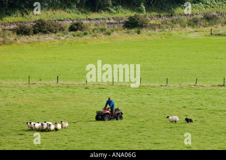 Farmer on Four Wheeler and Border Collie Herding Sheep Through Pasture Kilmartin Scotland Stock Photo