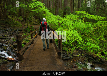 Hiker in spring rainforest Stock Photo