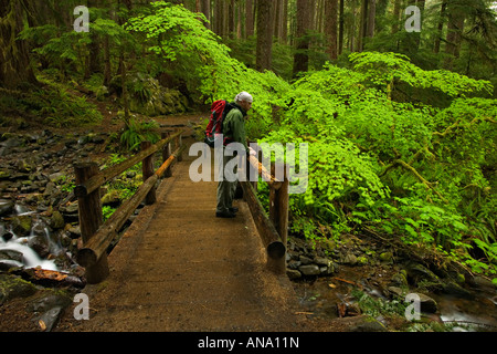 Hiker in spring rainforest Stock Photo