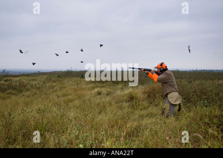 Upland Bird Hunter Shooting Flushing Bobwhite Quail Rancho Caracol Mexico Stock Photo