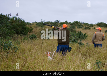 Upland Bird Hunter Shooting Flushing Bobwhite Quail Behing English Pointer on Point Rancho Caracol Mexico Stock Photo