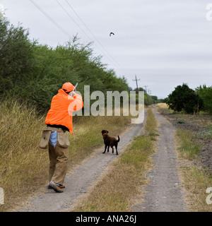 Upland Bird Hunter Shooting Flushing Bobwhite Quail Behing Labrador Retriever Rancho Caracol Mexico Stock Photo