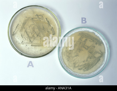 two agar plates with bacteria growing except on plate B where a drop of disinfectant was placed in the centre Stock Photo