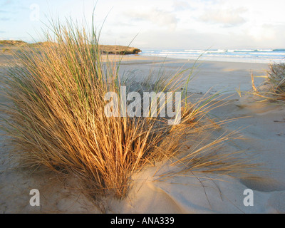 Sea grass dune grass on a beach South Australia Stock Photo