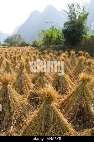 Rice Stacks, Guangxi, China Stock Photo - Alamy