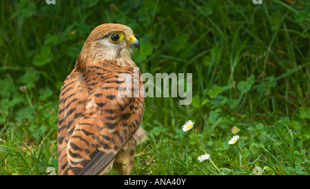 Turmfalke Common Kestrel falcon hawk Portrait closeup near close up green plain background space for text layout look into camer Stock Photo