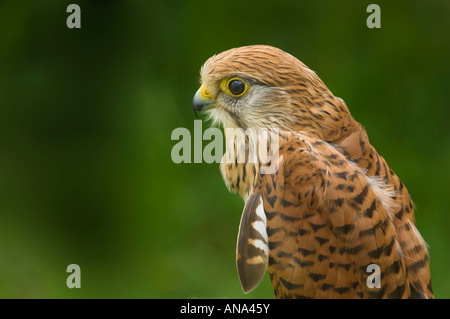 Turmfalke Common Kestrel falcon hawk Portrait closeup near close up green plain background space for text layout look into camer Stock Photo