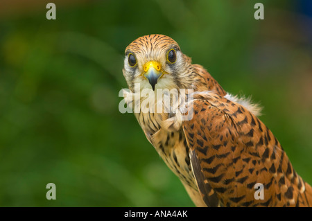 Turmfalke Common Kestrel falcon hawk Portrait closeup near close up green plain background space for text layout look into camer Stock Photo