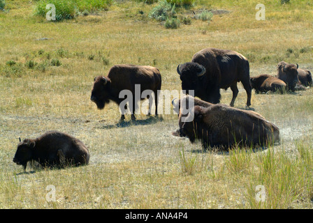 Small Herd of Buffalo Resting Near The Eastern Entrance Within Yellowstone National Park Wyoming USA Stock Photo