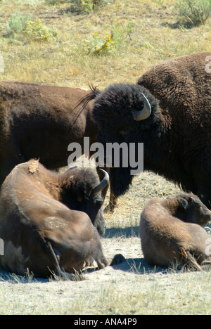 Small Herd of Buffalo Resting Near The Eastern Entrance Within Yellowstone National Park Wyoming USA Stock Photo