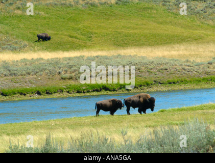 Buffalo Graze By Yellowstone River in Hayden Valley Yellowstone National Park Wyoming USA Stock Photo