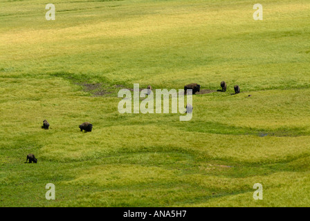 Buffalo Graze Near Yellowstone River in Hayden Valley Yellowstone National Park Wyoming USA Stock Photo