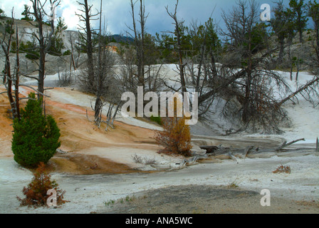 View of Angel Terrace Mammoth Hot Springs Yellowstone National Park Wyoming USA Stock Photo