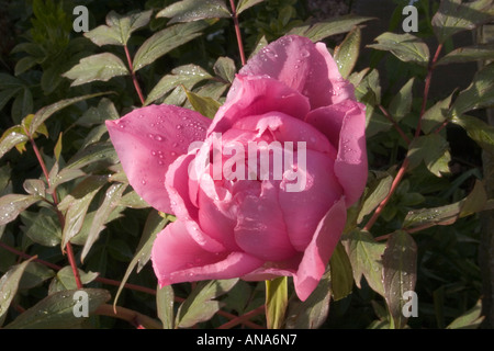 EARLY BLOOM OF RED TREE PEONY FLOWER WITH EARLY MORNING DEW ON PETALS Stock Photo