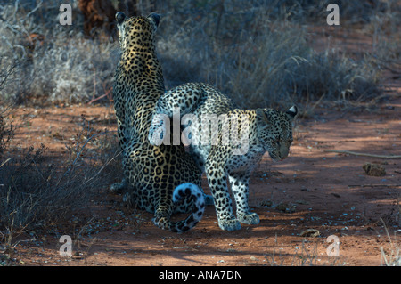 A female leopard in estrus interacting with a male enticing him to mate Stock Photo