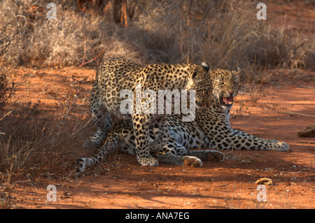 A female leopard in estrus interacting with a male enticing him to mate Stock Photo