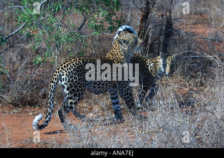 A female leopard in estrus interacting with a male enticing him to mate Stock Photo