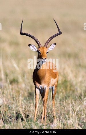 Impala ram - trophy size horns. Stock Photo