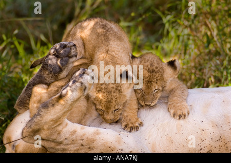 Two lion cubs suckling, from their mother while she lies on her back. Stock Photo