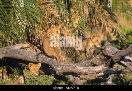 Young lion cubs (Panthera leo) climbing on a fallen tree Stock Photo