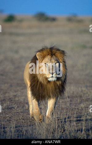 Male lion (Panthera leo) with handsome mane walking directly towards the camera