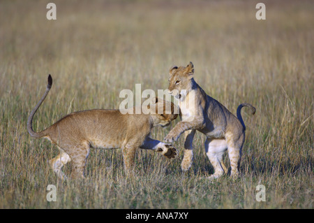 Two lion cubs playing Stock Photo