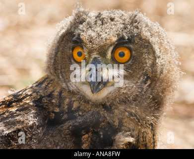 young baby chick fledling Eurasian Eagle-Owl Bubo bubo eagleowl eagle owl Portrait Stock Photo