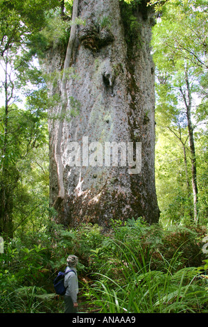 Te Mahuta Ngahere father of the forest 2nd largest Kauri Tree in New Zealand Stock Photo