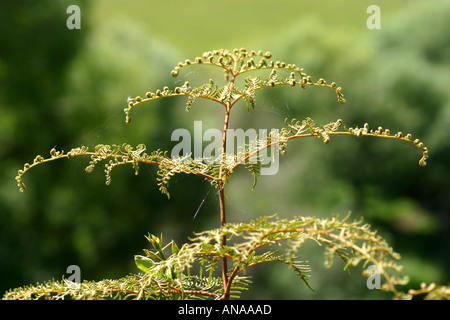 Bracken fern most common in New Zealand Stock Photo