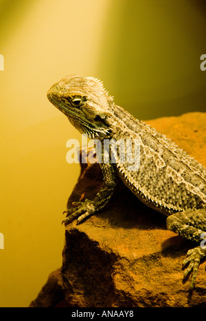 Australian Bearded Dragon Lizard Squamata Agamidae Stock Photo