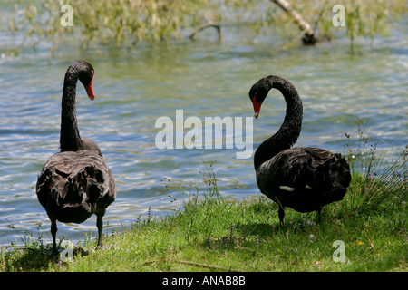 black swans cygnus atratus New Zealand Stock Photo