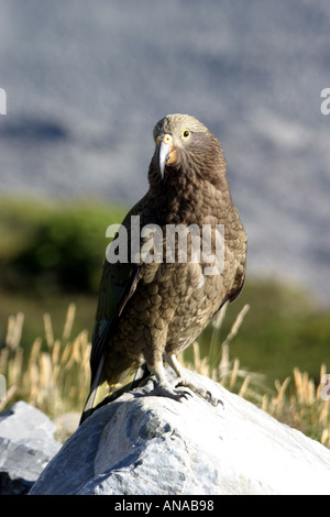 Kea the inquisitive parrot like bird in New Zealand Stock Photo