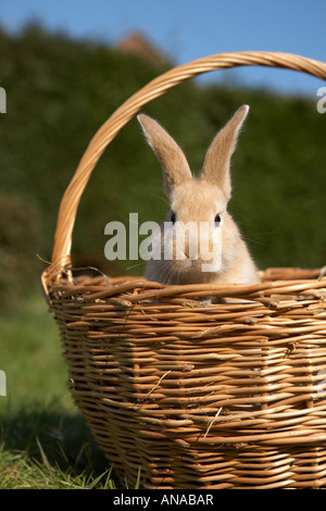 Cute Easter bunny in a hand-woven wicker basket Stock Photo