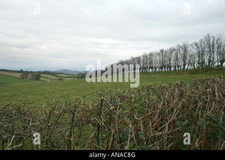 grazing field and hedge on Inch Island, outside Derry, Inishowen, Donegal, Ireland Stock Photo