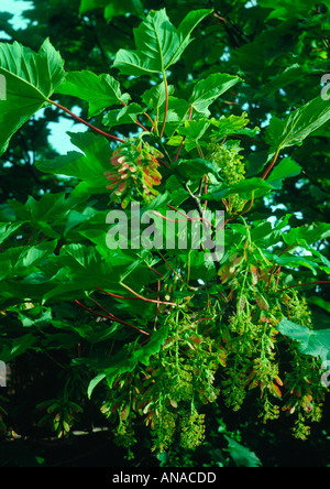 Sycamore foliage in Spring