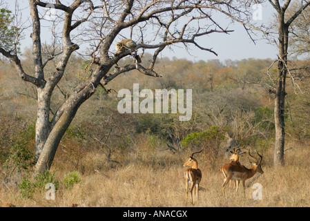 Leopard in a tree looking down at a group of impala which is unaware of her presence Stock Photo