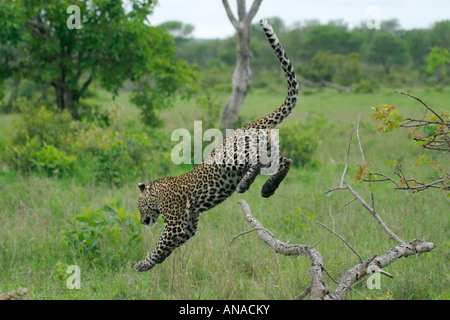 Leopard landing after leaping from fallen tree Stock Photo