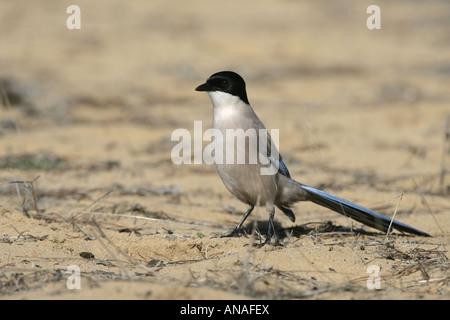 Azure winged magpie Cyanopica cyana Spain Stock Photo