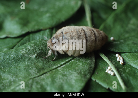vapourer moth, common vapourer, rusty tussock moth (Orgyia antiqua, Orgyia recens), female laying eggs Stock Photo