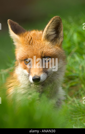 Fox vulpes vulpes portrait Stock Photo