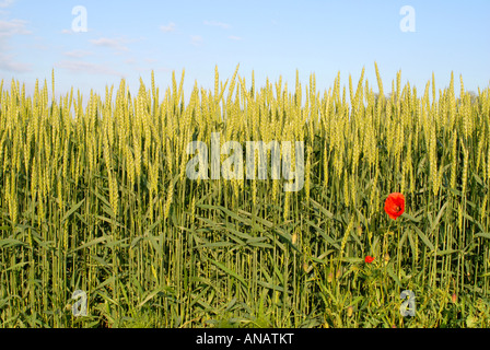 bread wheat, cultivated wheat (Triticum aestivum), wheat field with poppy, Germany, Rhineland-Palatinate Stock Photo