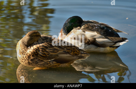 Pair of  common mallard duck male and female sleeping in a lake