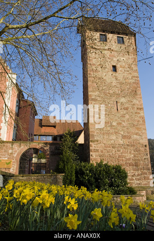 common daffodil (Narcissus pseudonarcissus), in front of medevial tower, Germany, Baden-Wuerttemberg, Odenwald, Eberbach Stock Photo