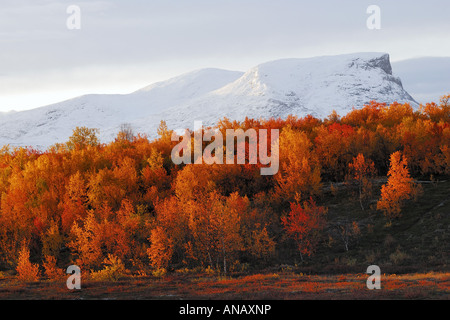 autumn scenery in the Abisko National Park, Sweden, Lapland, Norrbotten Stock Photo