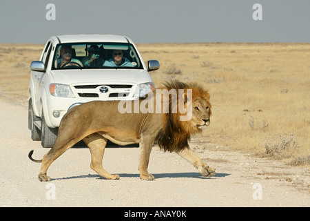 lion (Panthera leo), in front of tourist car, Namibia, Etosha NP Stock Photo