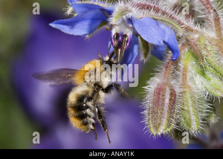 carder bee, common carder bee (Bombus pascuorum, Bombus agrorum), on Borago officinalis Stock Photo
