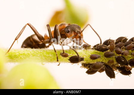 Wood ant (Formica rufa) with Black Bean Aphid (Aphis fabae) Stock Photo