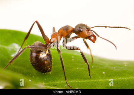 Wood ant (Formica rufa) Stock Photo