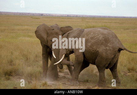 Two young African elephant bulls engaged in a rough and tumble sparring match  (Loxodonta africana) Stock Photo