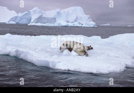 Two Crab eater seals lying on iceberg (Lobodon carcinaphagus) Stock Photo